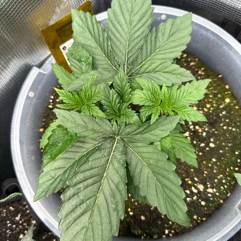 Rainbow Melon growlog timeline photo
