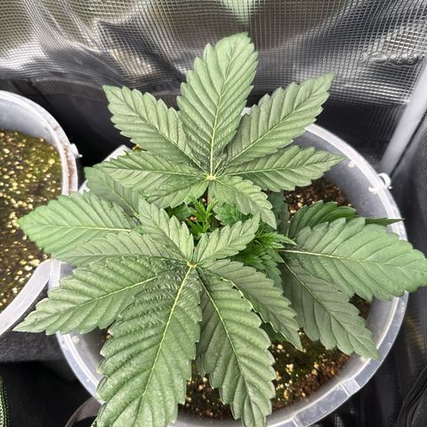 Gorilla Melon growlog timeline photo