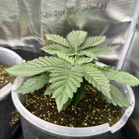 Gorilla Melon growlog timeline photo