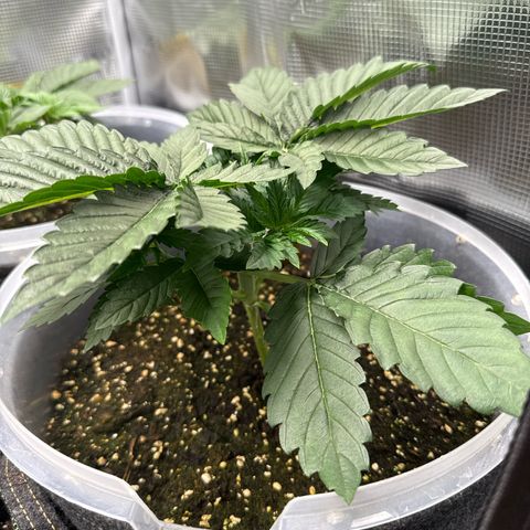 Gorilla Melon growlog timeline photo