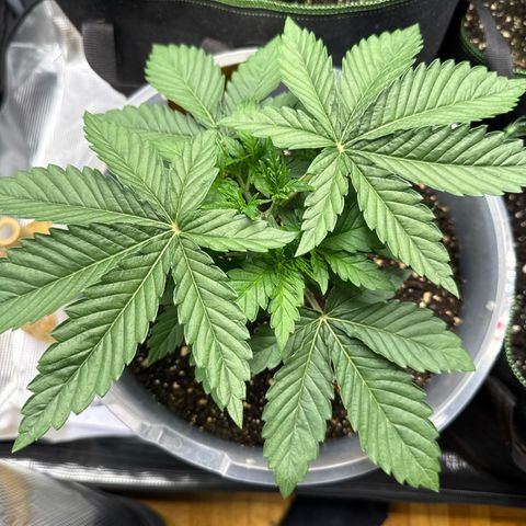 Lemonpaya growlog timeline photo