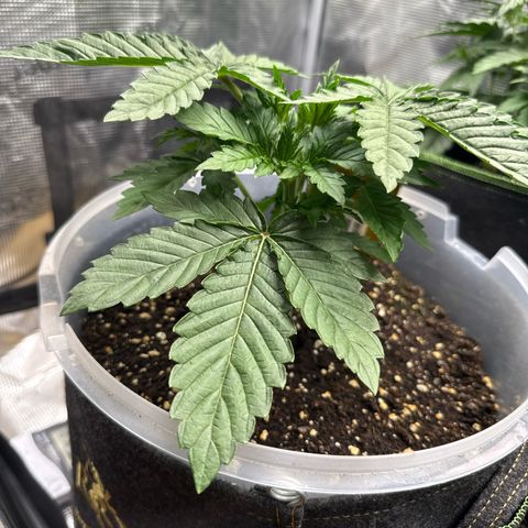 Lemonpaya growlog timeline photo
