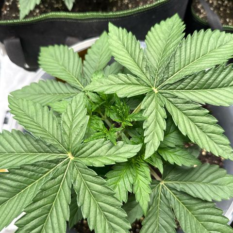 Lemonpaya growlog timeline photo