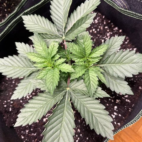 Gorilla Melon growlog timeline photo