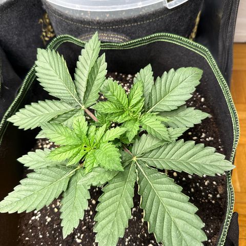 Gorilla Melon growlog timeline photo