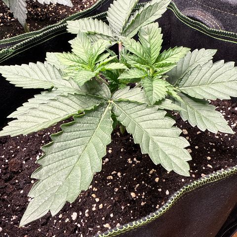 Gorilla Melon growlog timeline photo