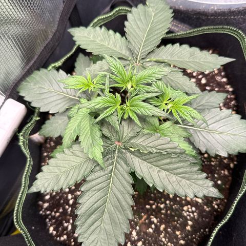 Fat Banana growlog timeline photo