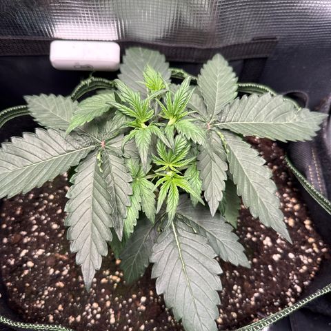Fat Banana growlog timeline photo
