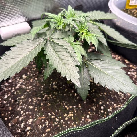 Fat Banana growlog timeline photo
