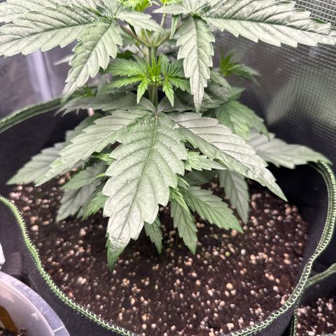 Special Kush #1 growlog timeline photo