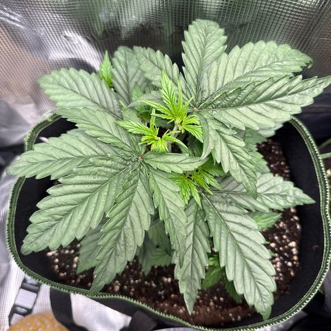 Special Kush #1 growlog timeline photo