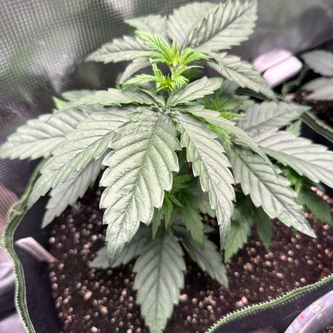 Special Kush #1 growlog timeline photo