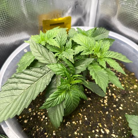 Rainbow Melon growlog timeline photo