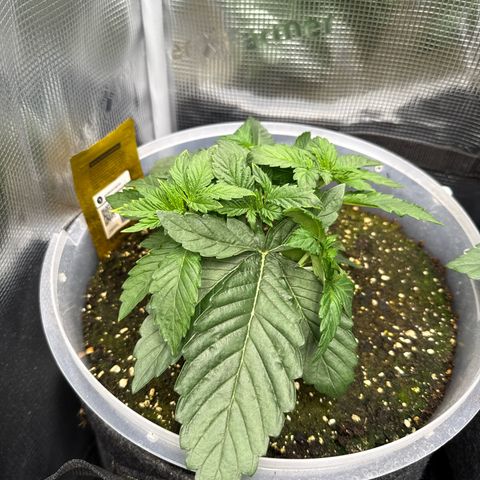 Rainbow Melon growlog timeline photo