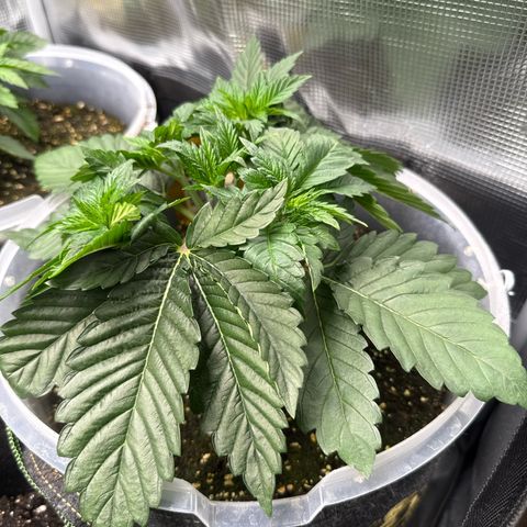 Gorilla Melon growlog timeline photo