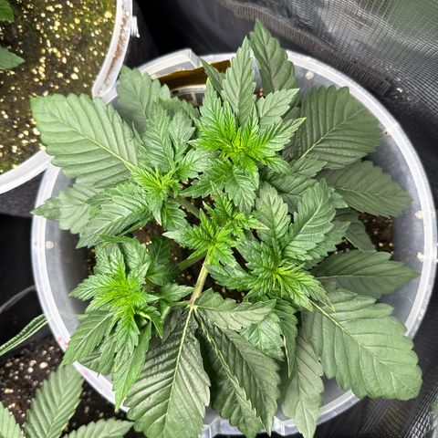 Gorilla Melon growlog timeline photo