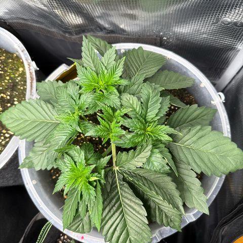 Gorilla Melon growlog timeline photo