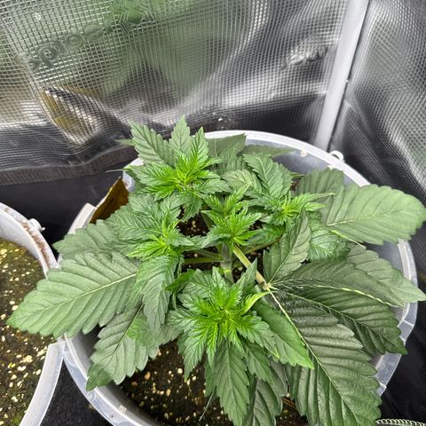 Gorilla Melon growlog timeline photo