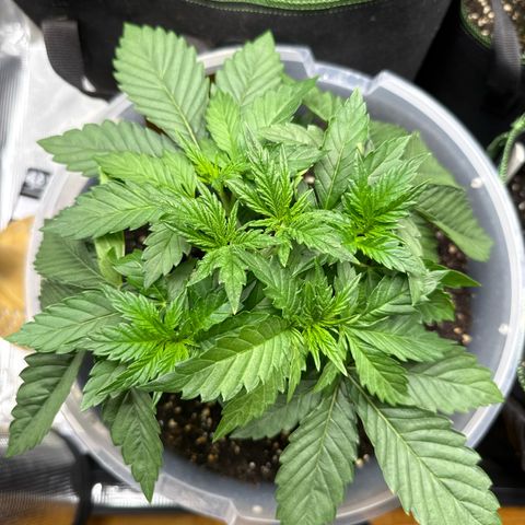 Lemonpaya growlog timeline photo
