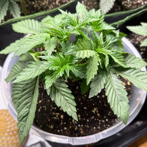 Lemonpaya growlog timeline photo