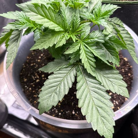 Lemonpaya growlog timeline photo