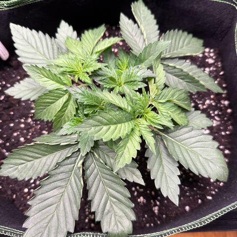 Gorilla Melon growlog timeline photo