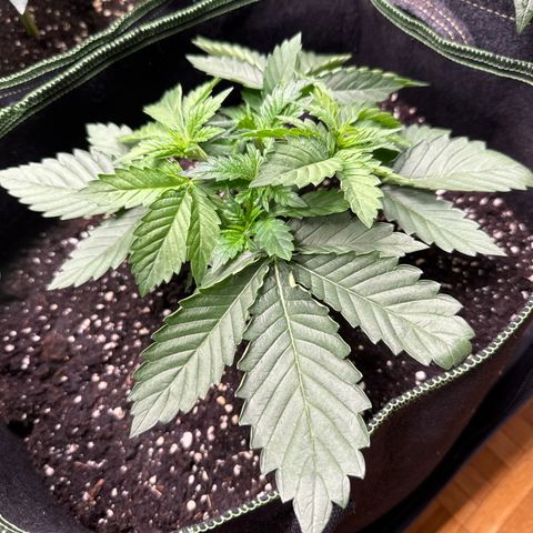 Gorilla Melon growlog timeline photo