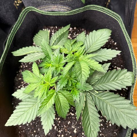 Gorilla Melon growlog timeline photo