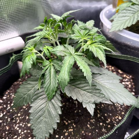 Fat Banana growlog timeline photo