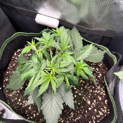 Fat Banana growlog timeline photo