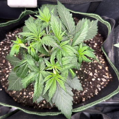 Fat Banana growlog timeline photo