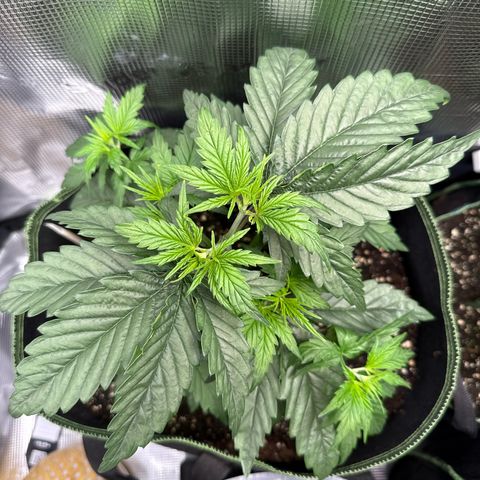 Special Kush #1 growlog timeline photo