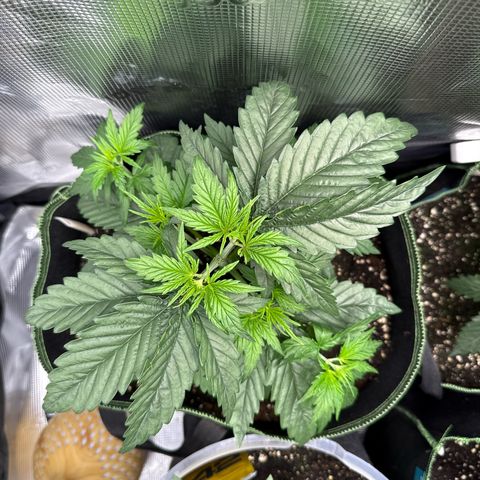 Special Kush #1 growlog timeline photo