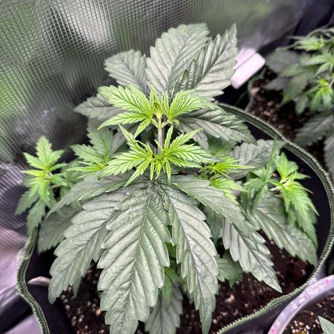 Special Kush #1 growlog timeline photo