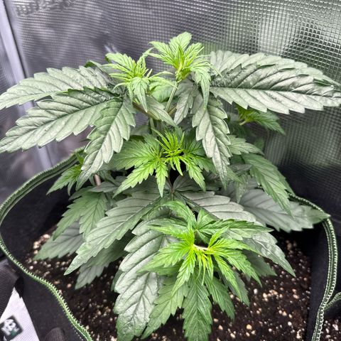 Special Kush #1 growlog timeline photo