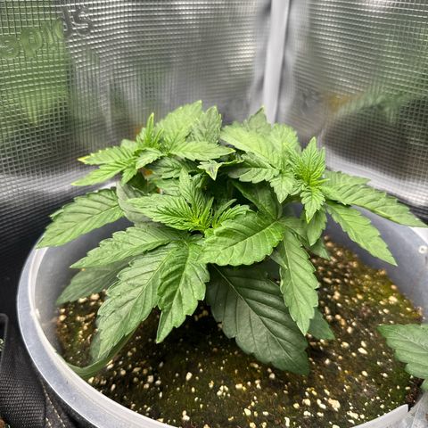 Rainbow Melon growlog timeline photo