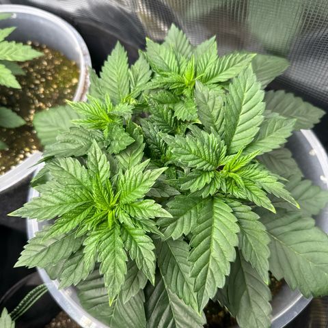 Gorilla Melon growlog timeline photo
