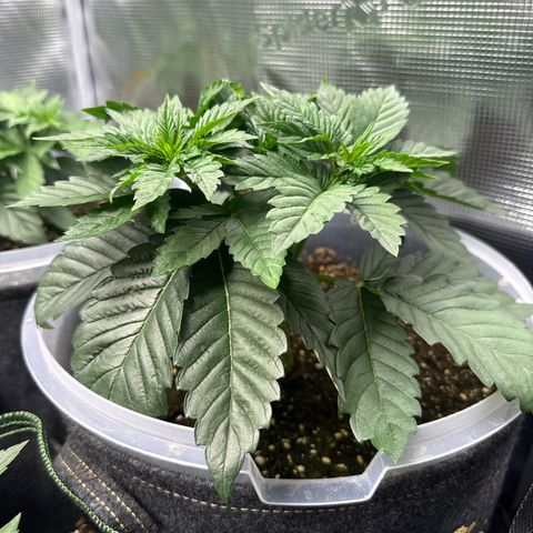 Gorilla Melon growlog timeline photo