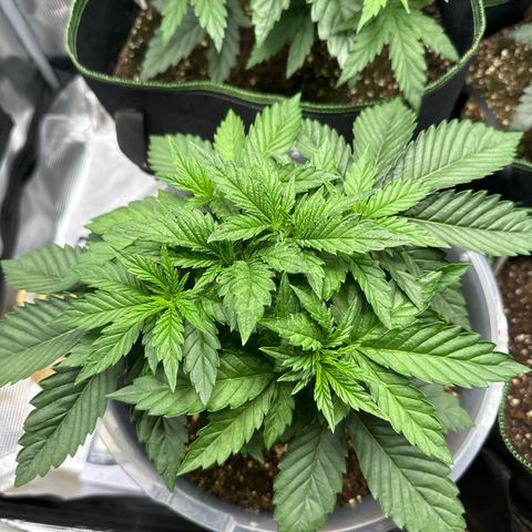 Lemonpaya growlog timeline photo