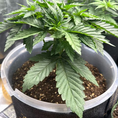 Lemonpaya growlog timeline photo