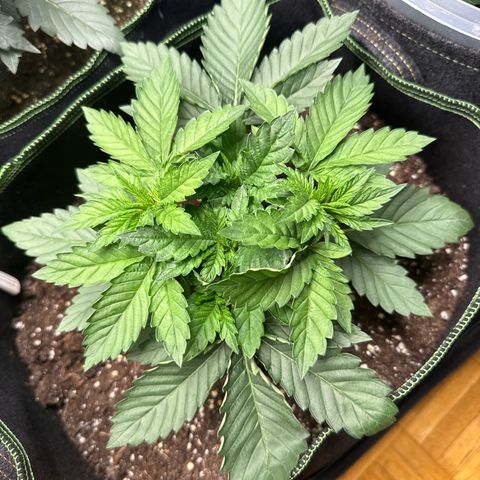 Gorilla Melon growlog timeline photo