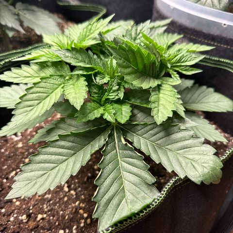 Gorilla Melon growlog timeline photo