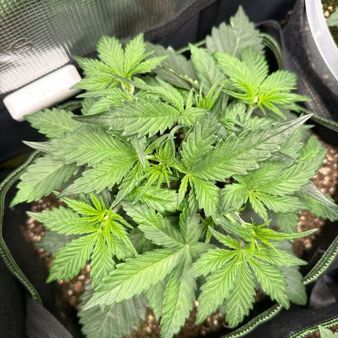 Fat Banana growlog timeline photo