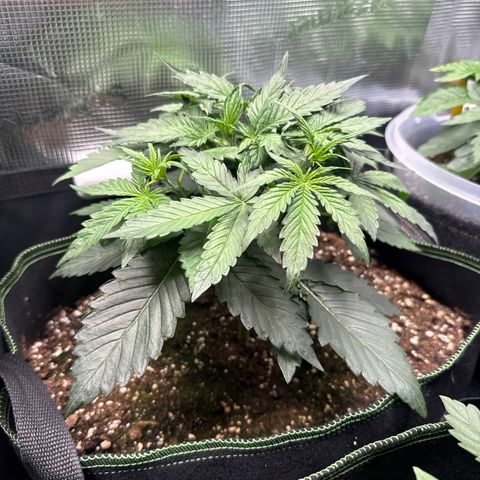 Fat Banana growlog timeline photo