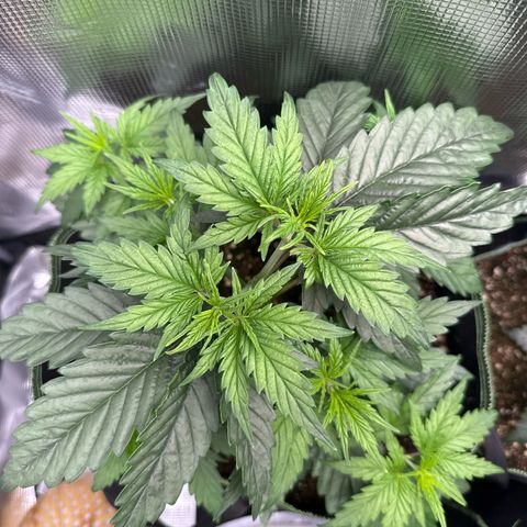 Special Kush #1 growlog timeline photo