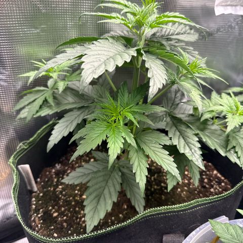 Special Kush #1 growlog timeline photo