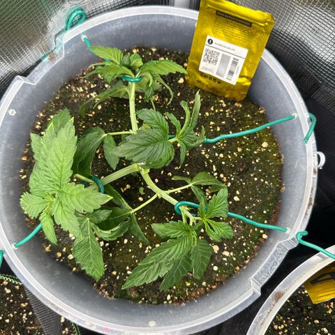 Rainbow Melon growlog timeline photo