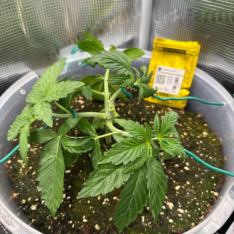 Rainbow Melon growlog timeline photo