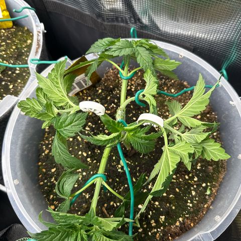 Gorilla Melon growlog timeline photo