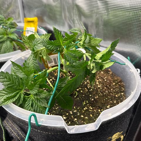 Gorilla Melon growlog timeline photo